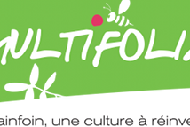 logomultifolia logomultifolia