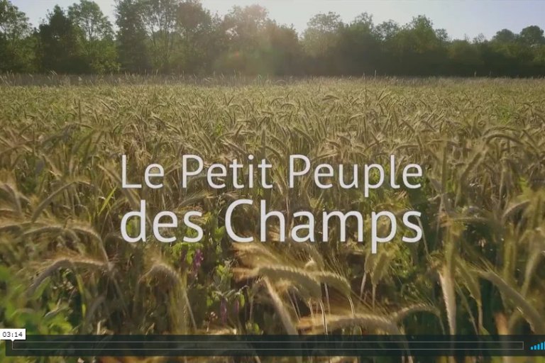 petit peuple champs petit peuple champs