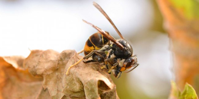 Un frelon asiatique tuant une abeille