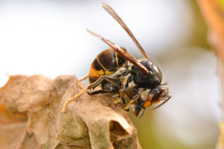 Un frelon asiatique tuant une abeille