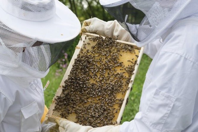 apiculteurs