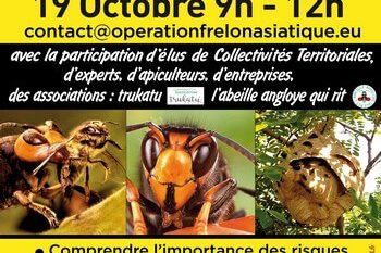 affiches 375x520mm bat def