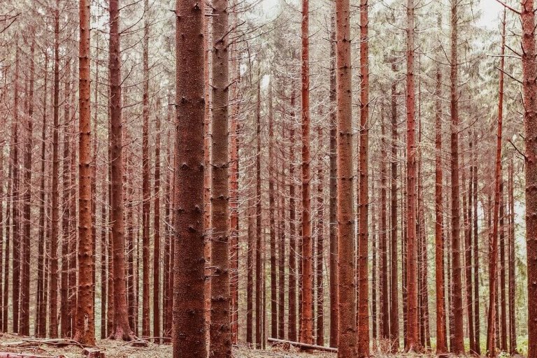 forest-trees-1149586_1280