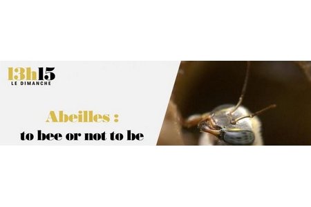 abeilles-tobeeornottobe