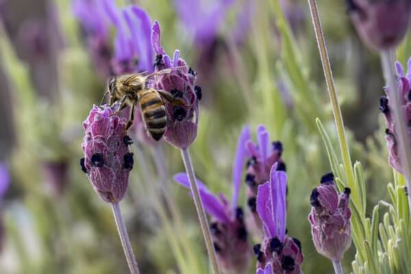 ab1-Le-Conte-jerome-13-05-2020