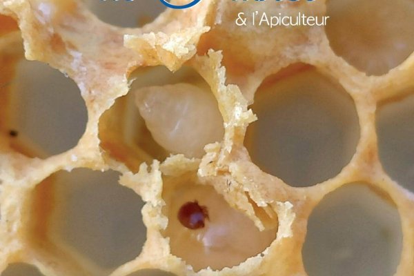 labeilledefrance-novembre-2020