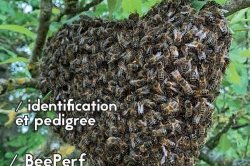 labeilledefrance-fevrier-2021