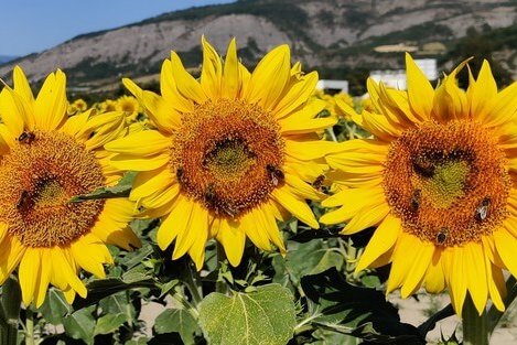 ab1-Oksana-benoit-29-07-2020