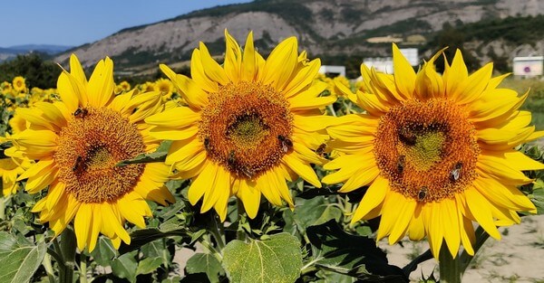 ab1-Oksana-benoit-29-07-2020