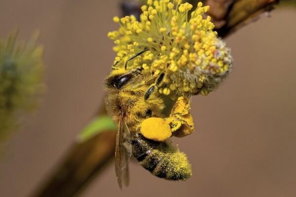 labeilledefrance-avril-2021-1089