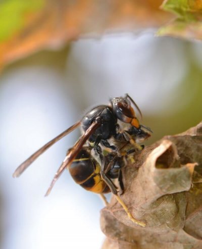 Frelon asiatique en prédation Crédit photo : © Éric DARROUZET