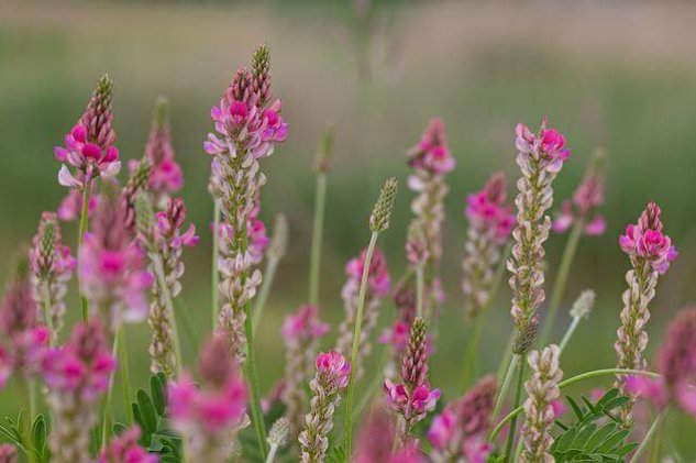 sainfoins-g2567da45e_640