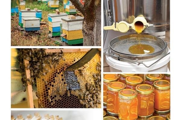 labeilledefrance-septembre-2022