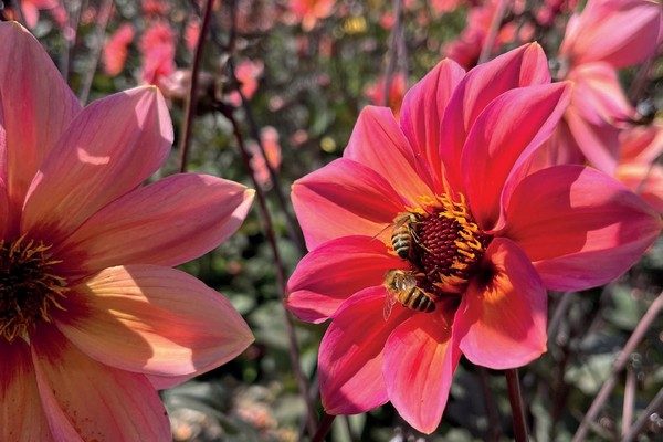 labeilledefrance-1115-septembre-2023