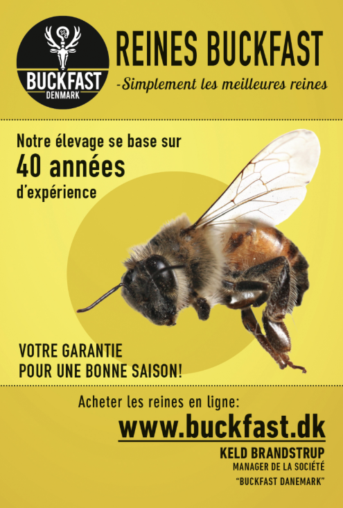 Annonce pour vente de reines buckfast