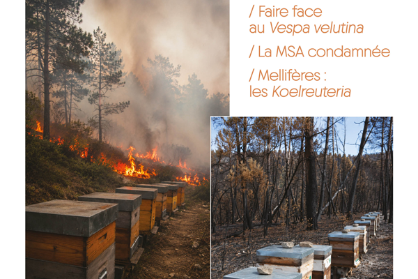 labeilledefrance-septembre-2026